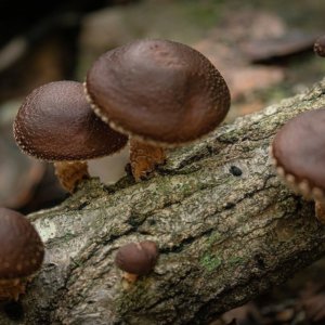Shiitake,  i saporiti funghi amici della salute e del benessere