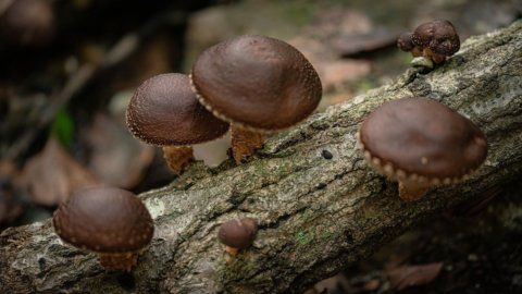 Shiitake, die schmackhaften Pilze, die mit Gesundheit und Wohlbefinden befreundet sind