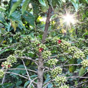 Café: Slow Food Coffee Coalition, manifiesto para productores y consumidores