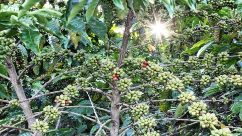 Coffee: Slow Food Coffee Coalition, manifesto for producers and consumers