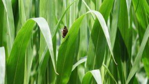 agricoltura mais