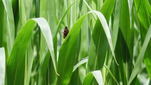 agricoltura mais