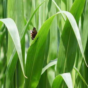 Politica agricola europea, l’Italia pensa alla sostenibilità