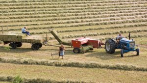 trebbiatura lavoro nei campi