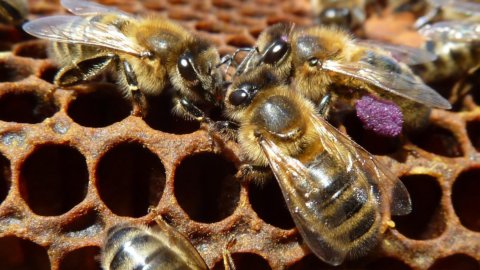 L’ape nera del Ponente ligure, nuovo Presidio Slow Food
