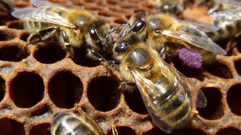 La abeja negra del Oeste de Liguria, un nuevo Baluarte Slow Food