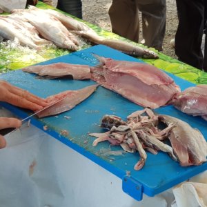 Pesce di lago: il Piemonte punta sul rilancio gastronomico e produttivo