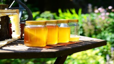 Giornata mondiale delle api: aumentano in Italia ma producono meno miele