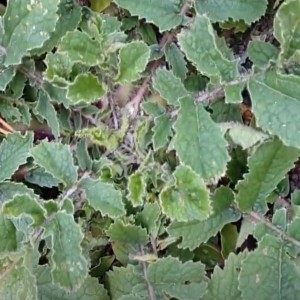 Ravanello selvatico: la pianta rustica amata dai sardi