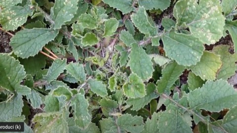 Wild radish: the hardy plant loved by Sardinians