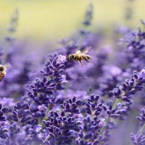 Giornata mondiale api: tre alveari sugli edifici Enel a Tor di Quinto per monitorare l’ambiente