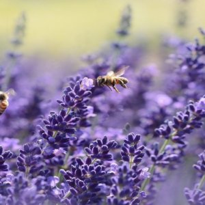 Día Mundial de la Abeja: tres colmenas en los edificios de Enel en Tor di Quinto para monitorear el medio ambiente