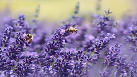 Weltbienentag: Drei Bienenstöcke auf Enel-Gebäuden in Tor di Quinto zur Überwachung der Umwelt