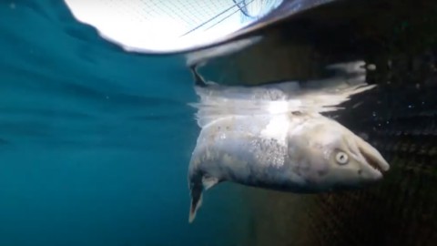 Salmon yang dibudidayakan, ikan yang dicintai semua orang antara penderitaan dan kematian