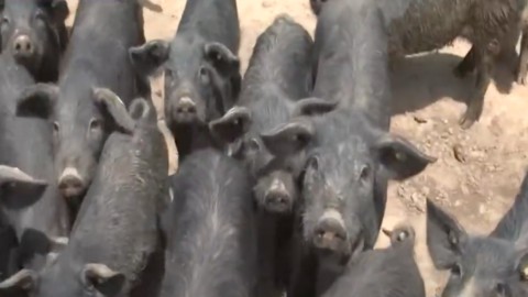 Cerdo negro Nebrodi: la carne "saludable" de Sicilia