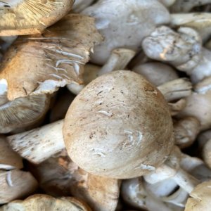 Prugnolo, le champignon au goût de farine : l'excellence du Mugello au lac de Vicchio