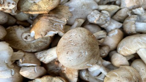 Prugnolo, le champignon au goût de farine : l'excellence du Mugello au lac de Vicchio