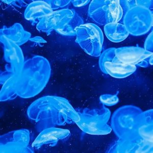 Dal mare alla tavola, le meduse cibo sostenibile del futuro