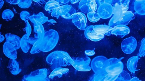 Dal mare alla tavola, le meduse cibo sostenibile del futuro