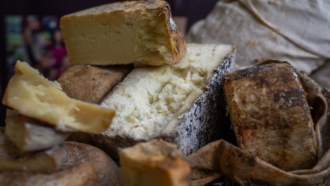 Cheese starts again: everyone in Bra in September for top-of-the-range cheeses