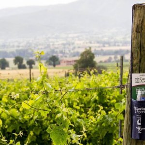 Cantine Aperte: 235 aziende aprono al turismo del vino in tutta Italia