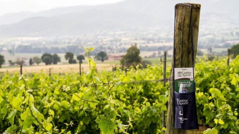 Cantine Aperte : 235 entreprises ouvertes à l'œnotourisme dans toute l'Italie