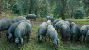 maiali di razza pelatella