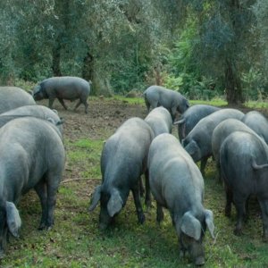 Güzel etli eski domuz Pelatella, Cilento Parkı'nda hayatta kaldı