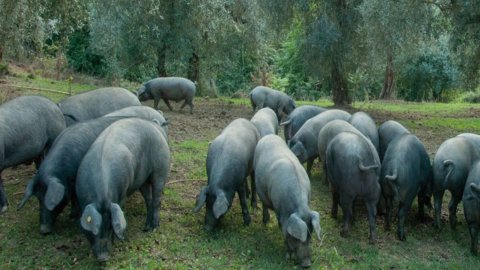 Pelatella, o porco antigo, com carnes finas, sobreviveu no Parque Cilento