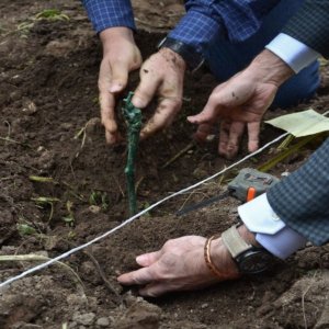 Hortus Vini: Yerel asmaların en iyi etiketlerini keşfetmek için Luca Maroni ile birlikte