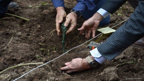 ローマの収穫: 植物園でのルカ・マローニによるヴィニェート・イタリアの最初の収穫