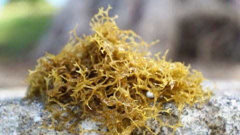 Algae: food of the future or ecological problem?