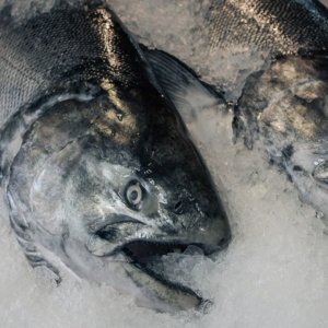 Slow Fish: pesce in scatola e surgelato, aumentata la spesa ma anche i pericoli