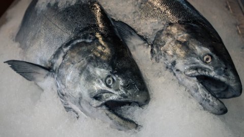 Slow Fish: pesce in scatola e surgelato, aumentata la spesa ma anche i pericoli