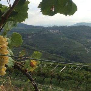 Vino: la Valle di Cembra celebra il suo Muller Thurgau