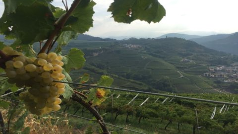 Vino: la Valle di Cembra celebra il suo Muller Thurgau