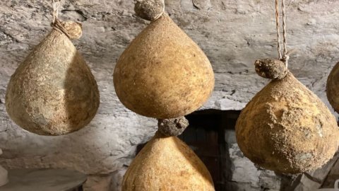 الجبن: يريد Caciocavallo podolico أن يكون DOP