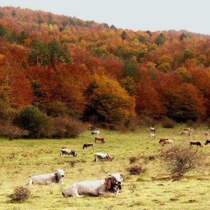 Camigliatello Silano: le marché de la terre commence, produits et cuisine made in Calabre