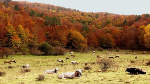 Camigliatello Silano: comienza el Mercado de la Tierra, productos y cocina hechos en Calabria