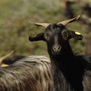 Cheese: a settembre riflettori sui formaggi a latte crudo ma anche su animali e natura