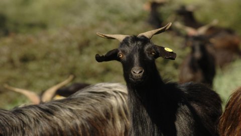 Cheese: a settembre riflettori sui formaggi a latte crudo ma anche su animali e natura