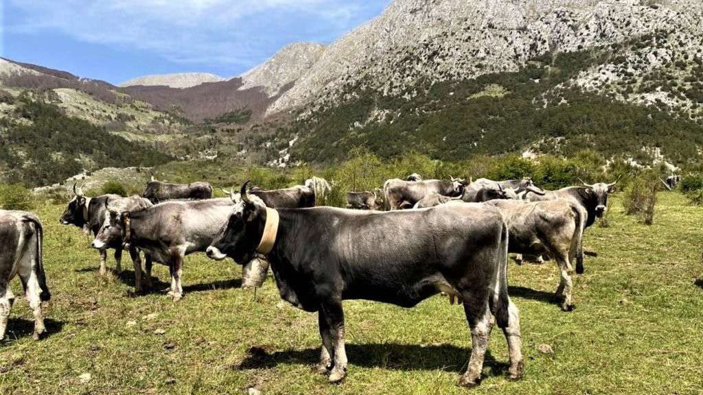 Podolian breed cows