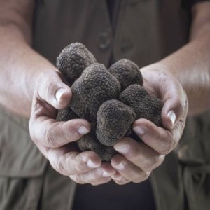 Trufas: a caixa do ultrassom chega para conservá-las por até doze meses