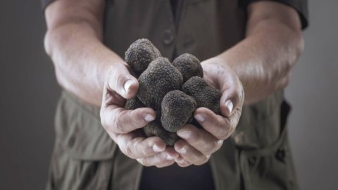 Truffles: the ultrasound case arrives to preserve them for up to twelve months