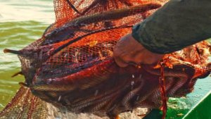 pesca con i metodi tradizionali nella laguna di Orbetello