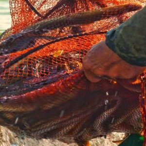 SOS para la laguna de Orbetello: las algas que se desarrollan con el calor sofocan a los peces