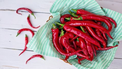 From 1 to 5 September, the world chili pepper trade fair returns to Rieti