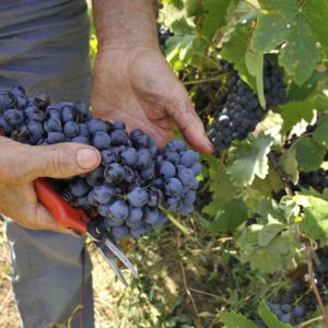 FIVI4FUTURE : engagement des vignerons indépendants pour augmenter la biodiversité des vignobles