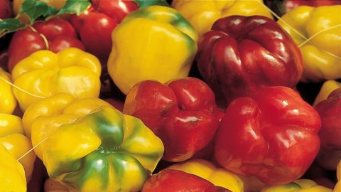 The Costigliole square pepper from which eco-gastronomy was born is a Slow Food Presidium