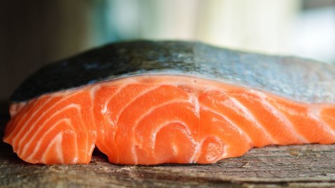 Salmone, guerra miliardaria a colpi di Opa ma allevamenti sotto accusa